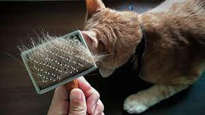 how to get rid of cat dander 10 vet
