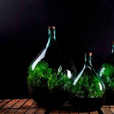 plant terrarium bottle 15 litre set