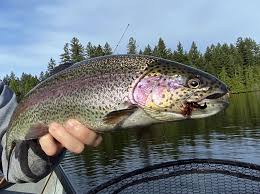 the very best trout fishing lures for