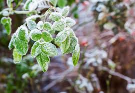 How To Protect Plants From Frost Bob Vila