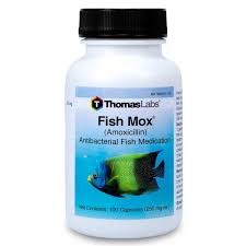 With hundreds of tanks and countless fish somethingfishy has the biggest selection of fish i've seen at a local fish store. Fish Mox Amoxicillin Free 2 Day Shipping Walmartpetrx Com