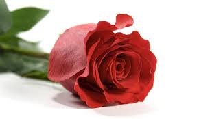 سفارش و خرید آنلاین گل رز به تعداد سال تولد