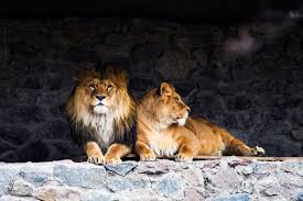 jeevoka lion pride eat prey live