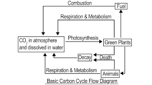 carbon cycle diagram biology wise