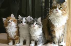 The fur length varies from medium to long. Heavnzsent Siberians Shelly 39 S Cats Wisconsin Cats Animals Siberian
