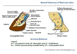 The joint on the hind leg of a horse that acts like a human ankle. Navicular Syndrome In Horses Vca Animal Hospital