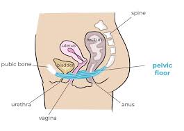 It is typical to get cramps or aches during your period. What Is The Link Between Pelvic Floor And Back Pain Fizimed