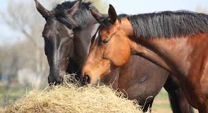 the facts about equine nutrition