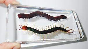centipede millipede specimen set in