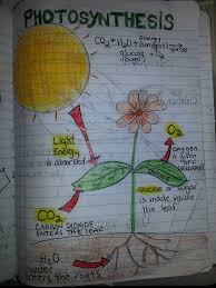 Photosynthesis Perfect Example Of A Diagram Students Could