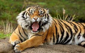 aggressive tiger hd wallpaper