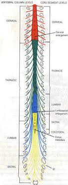 Spinal Cord Injury Levels Classification Travis Roy