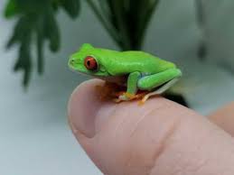 There are 7561 tree frogs for sale on etsy, and they cost $9.04 on average. Frogs For Sale In Huddersfield Buy Sell Rehome Reptiles Pets4homes
