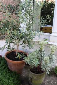 Grow An Olive Tree Indoors