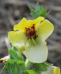 Verbascum creticum (Glandular Mullein) : MaltaWildPlants.com - the ...