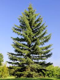 It has been used extensively as a landscape tree in eastern nebraska where it's distinguished by its large size and its pendulous, droopy branches. Norway Spruce For Sale Treetime Ca