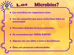 Resultado de imagen de que son los microbios