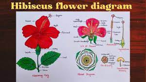 how to draw hibiscus diagram ll draw