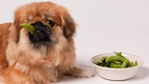 Wat eten de pekinees? 36 foto's Hoe kan ik puppy's thuis voeren? Voeding voor volwassen honden, voedingsfuncties