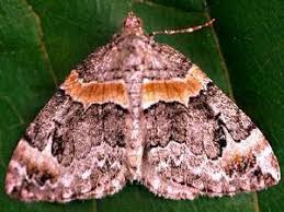 moth photographers group dysstroma