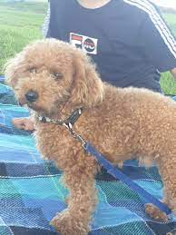 male toy poodle dogs