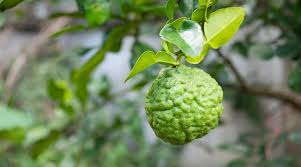 plant grow and care for kaffir lime trees