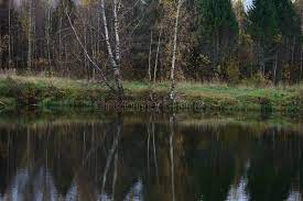 Picturesque Forest Area Birch Grove On The Water River Lake Very  gambar png