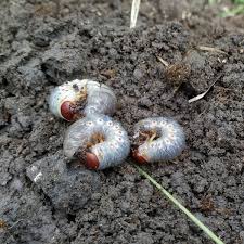 how to get rid of grubs keep moles