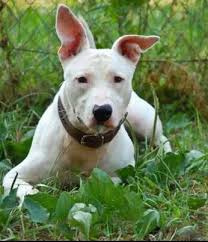 bull terrier pitbull mix a complete