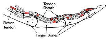 It contains both flexor tendon superficialis and flexor tendon profundus. Flexor Tendon Injuries Orthoinfo Aaos
