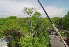 Professional tree service in alexandria, virginia by certified and insured arborists. Tree Care Service In Northern Virginia Absolute Tree Absolutetreeserviceinc Com