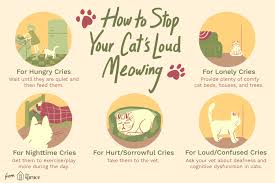 how to stop loud meowing in cats