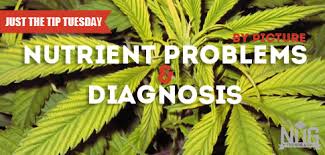 Diagnose Your Sick Marijuana Plants The Nug