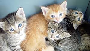 Capri: Ennesimi avvelenamenti di Gatti, la lettera aperta dell&#39; Associazione I Migliori Amici - Capri Notizie