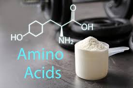 best amino acids for muscle growth