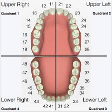 Why Do Dentists Say Numbers