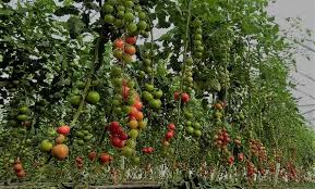 fertilizer recommendations for tomato