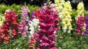 The top growing, flowering, climbing and evergreen vines for texas fence the showy pink, white and red trumpet flowers will have your neighbors asking what the heck kind of vine it is. The Most Beautiful Winter Plants Of Houston Plants For All Seasons Since 1973