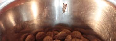 pantry moths in dog food or pet food