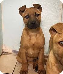 Hello, my american pit bull terrier just had 9 puppies a week ago from a beautiful k9 german shepherd. Eugene Or American Staffordshire Terrier Meet Soda A Pet For Adoption