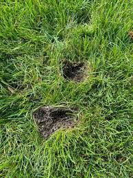 small holes in lawn overnight causes