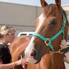 Equine Vaccine Guidelines Red Hills Veterinary Hospital
