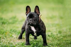 Why are purebred french bulldogs so expensive? Why Are Brachycephalic Dog Breeds So Expensive Pets4homes