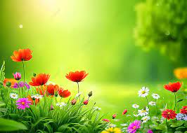 beautiful nature with flowers wallpaper
