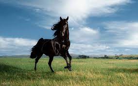 black horse desktop wallpaper