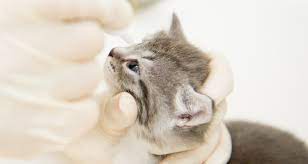 feline upper respiratory infection cat