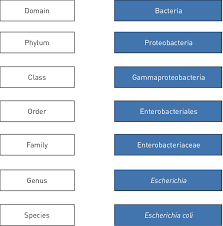 Taxonomic Classification Of Escherichia Coli Download