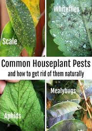 Top 10 Houseplant Pests And How To
