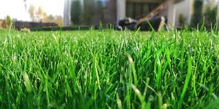 Artificial Grass With A Real Lawn