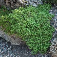 creeping phlox great garden plants